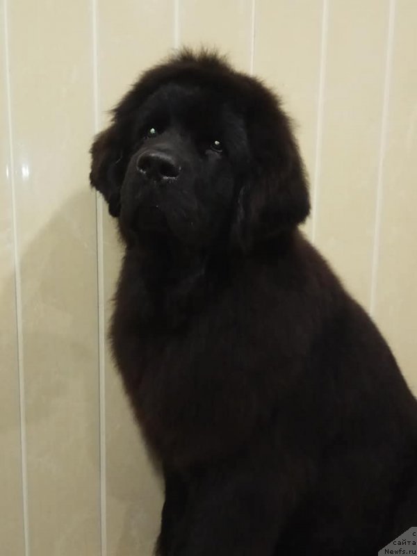 Фотография № 232265