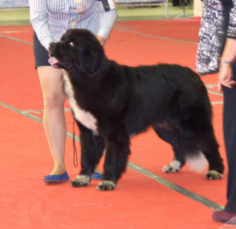 Фотография № 232274