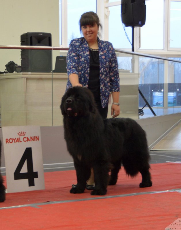 Фото: ньюфаундленд Петер-Беар Наследник Эмира (Peter-Bear Naslednik Emira)