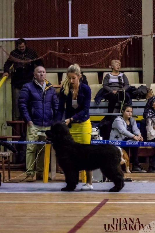 Фото: ньюфаундленд Людвиг Андреас фон Фейербах (Ludvig Andreas fon Feyerbah)