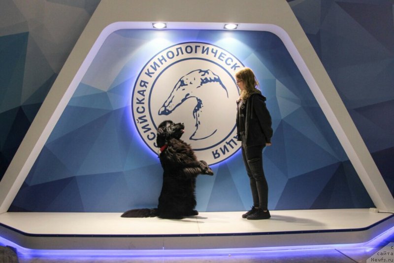 Фото: ньюфаундленд Донатс Прайд Бэт Мидлер