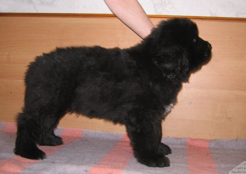 Фото: ньюфаундленд Шеф ан Шеф из Племени Кедра