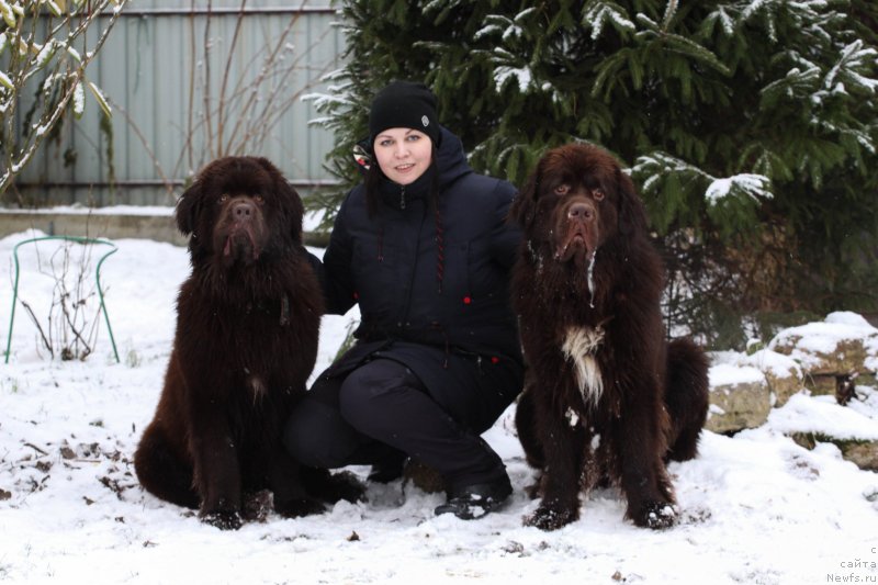 Фото: ньюфаундленд Браунблад МСК Ларчи Ардон (Brownblood MSK Larchie Ardon), Анна Дундуа, ньюфаундленд Браунблад МСК Абрамс-Стронг (Brownblood MSK Abrams-Strong)