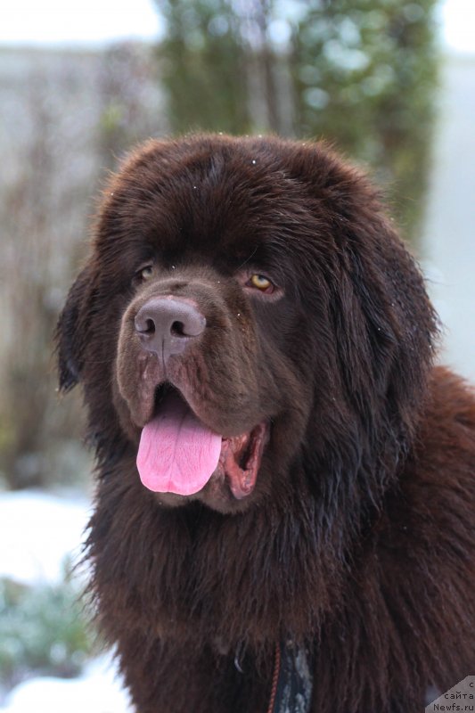 Фото: ньюфаундленд Браунблад МСК Ларчи Ардон (Brownblood MSK Larchie Ardon)