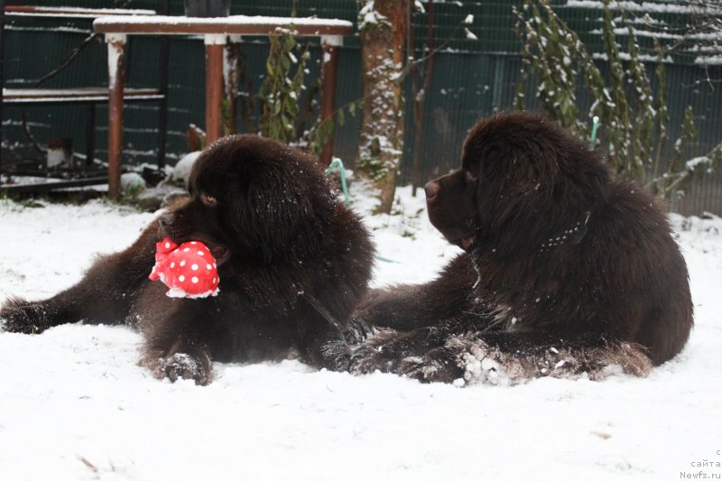 Фото: ньюфаундленд Браунблад МСК Ларчи Ардон (Brownblood MSK Larchie Ardon), ньюфаундленд Браунблад МСК Абрамс-Стронг (Brownblood MSK Abrams-Strong)