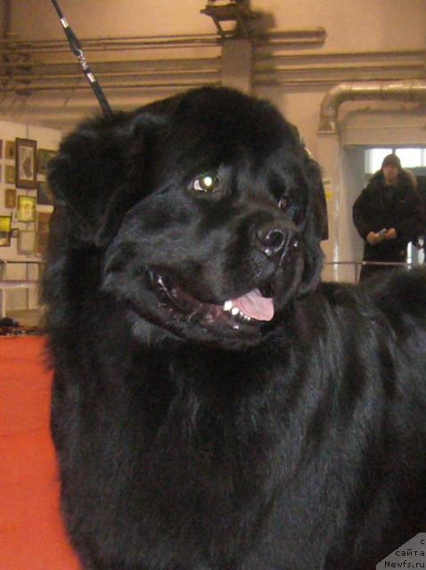 Фото: ньюфаундленд Маг Исполин Жгучий Брюнет