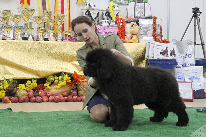 Фотография № 232300