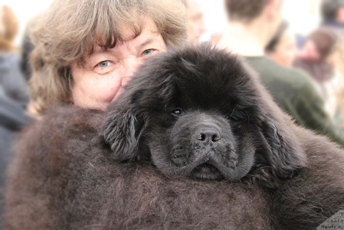 Фотография № 232302