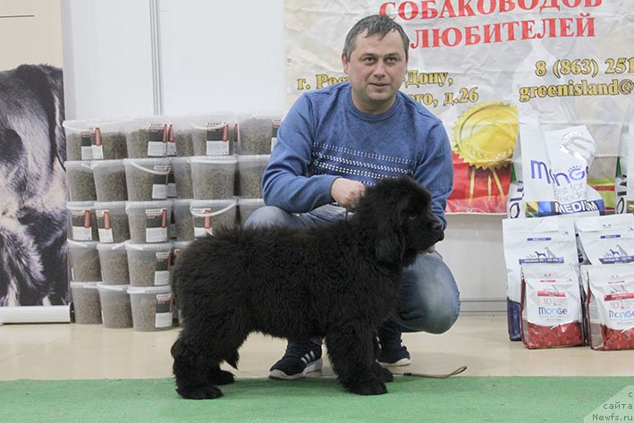 Фото: ньюфаундленд Орешка с Берега Дона