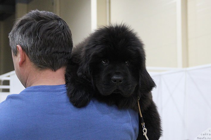 Фото: ньюфаундленд Орешка с Берега Дона