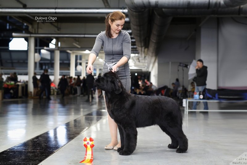 Фото: ньюфаундленд Аквиан Сонг Текила Голд (Akvian Song Tequila Gold)