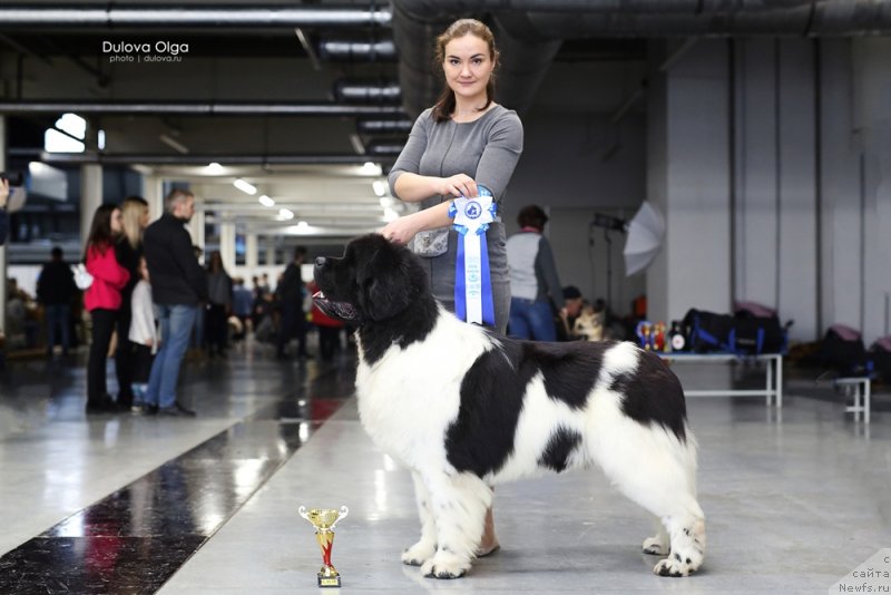 Фото: ньюфаундленд Oukaya Forever Le Grand Ami for-Akvian Song