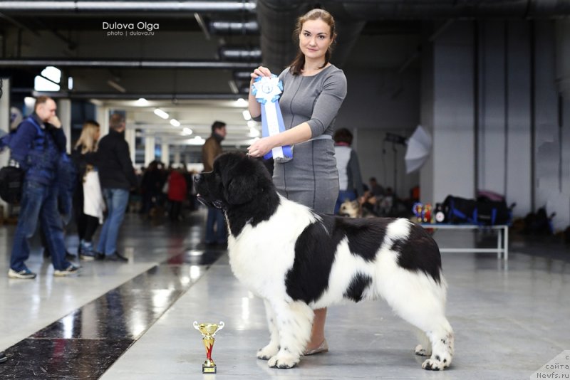 Фото: ньюфаундленд Oukaya Forever Le Grand Ami for-Akvian Song