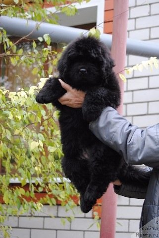 Фото: ньюфаундленд Моя Стихия Принц Наследный Ритм де Ноэль