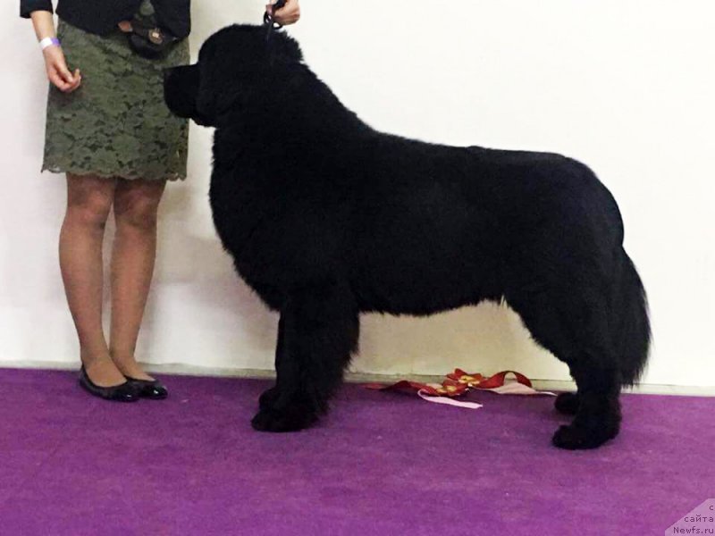 Фотография № 232319