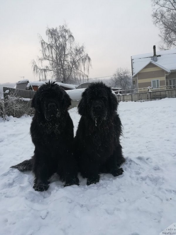 Фото: ньюфаундленд Ньюфорт из Пены Морской Афродита (Njufort iz Peni Morskoy Afrodita), ньюфаундленд Их Высочество Виола Жанмоника (Ih Visochestvo Viola Zhanmonika)