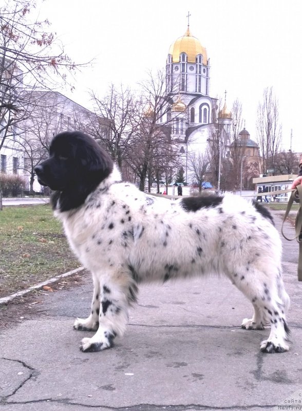 Фото: ньюфаундленд Velyke Malyatko Infiniti Sriblyasta