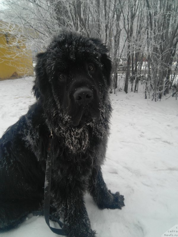 Фото: ньюфаундленд Цурунгал из Племени Кедра