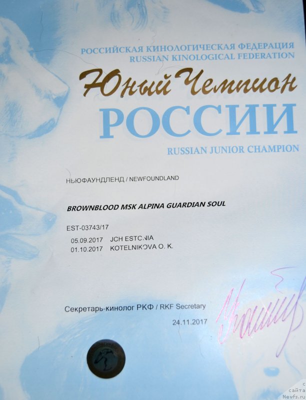 Фото: ньюфаундленд Браунблад МСК Альпина Гуардиан Соул (Brownblood MSK Alpina Guardian Soul)