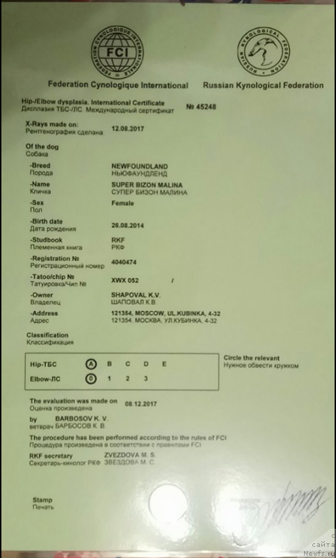 Фото: ньюфаундленд Супер Бизон Малина