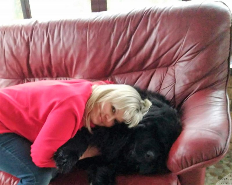 Фото: ньюфаундленд Перун из Антаграда (Perun is Antagrada)