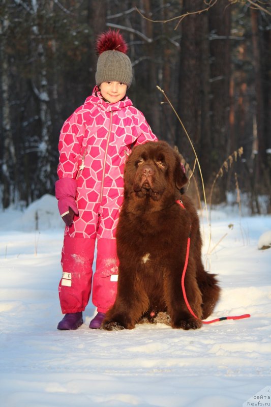 Фото: ньюфаундленд А Я Супер Премиум (A I Super Premium)