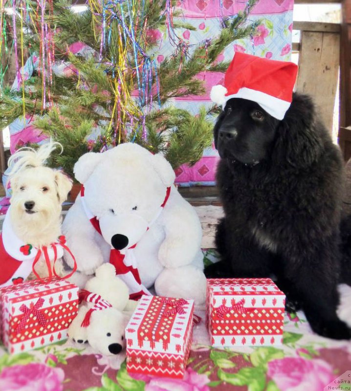 Фотография № 232367