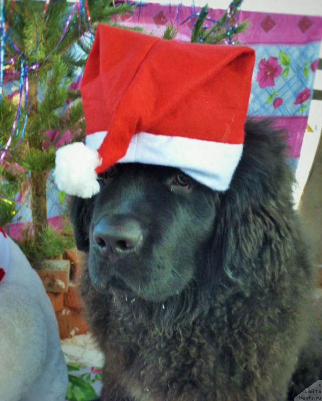 Фотография № 232368