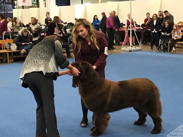 Фото: ньюфаундленд Браунблад МСК Альфа-Ромео Голд Бадди (Brownblood MSK Alfa-Romeo Gold Baddy)