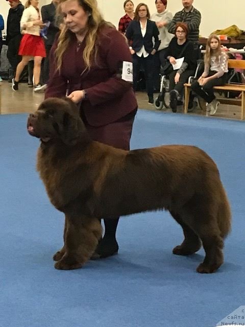 Фото: ньюфаундленд Браунблад МСК Альфа-Ромео Голд Бадди (Brownblood MSK Alfa-Romeo Gold Baddy)
