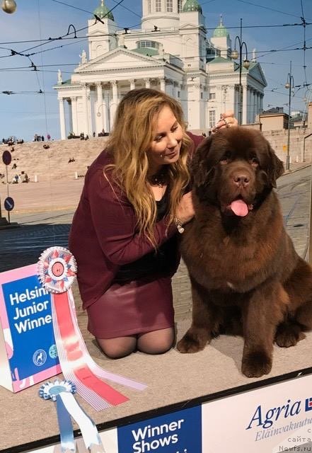 Фото: ньюфаундленд Браунблад МСК Альфа-Ромео Голд Бадди (Brownblood MSK Alfa-Romeo Gold Baddy)