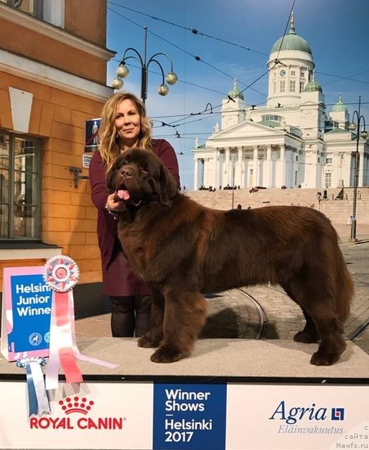 Фото: ньюфаундленд Браунблад МСК Альфа-Ромео Голд Бадди (Brownblood MSK Alfa-Romeo Gold Baddy)