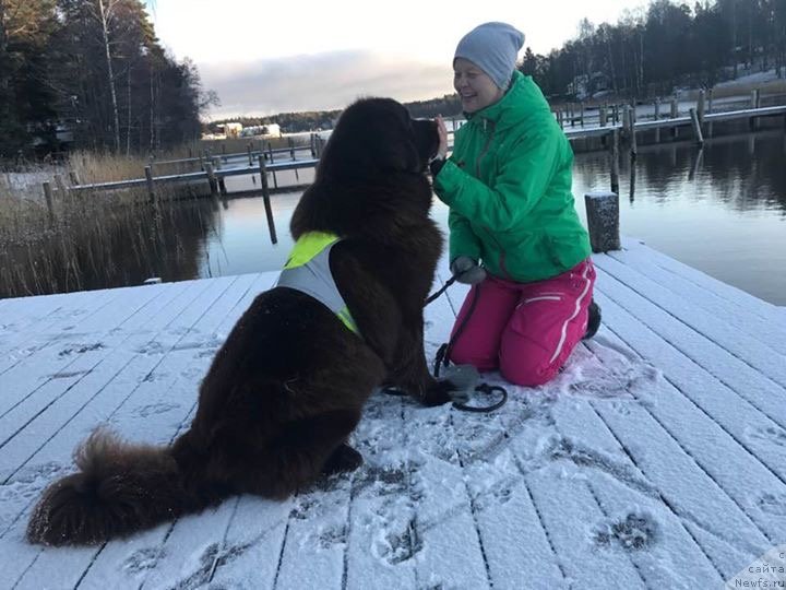 Фото: ньюфаундленд Браунблад МСК Альфа-Ромео Голд Бадди (Brownblood MSK Alfa-Romeo Gold Baddy)