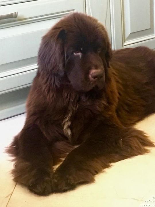 Фото: ньюфаундленд Браунблад МСК Ауди Рэд Лэсс (Brownblood MSK Audi Red Less)