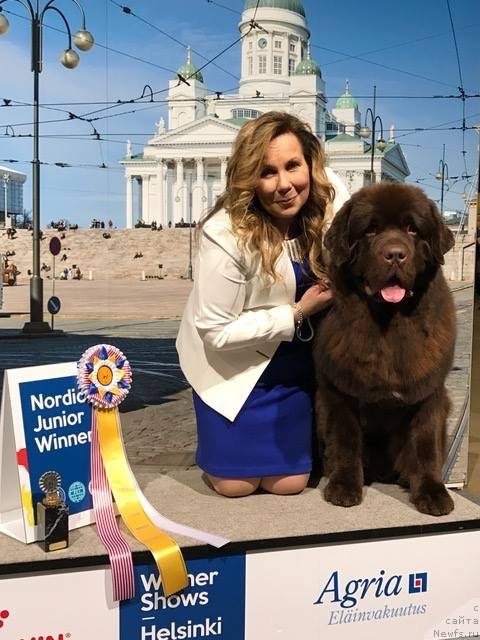 Фото: ньюфаундленд Браунблад МСК Альфа-Ромео Голд Бадди (Brownblood MSK Alfa-Romeo Gold Baddy)