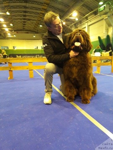 Фото: ньюфаундленд Браунблад МСК Джой Орсон