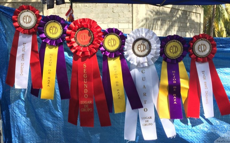 Фото: ньюфаундленд Уотертон-Лейкс Беар Нау энд Форевер Жаде (Waterton-Lakes Bear Now and Forever Zhade), ньюфаундленд Питерньюф ИМХО (Piternyuf IMXO)