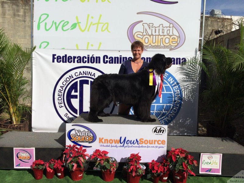 Фото: ньюфаундленд Уотертон-Лейкс Беар Нау энд Форевер Жаде (Waterton-Lakes Bear Now and Forever Zhade), Ксения Абатурова