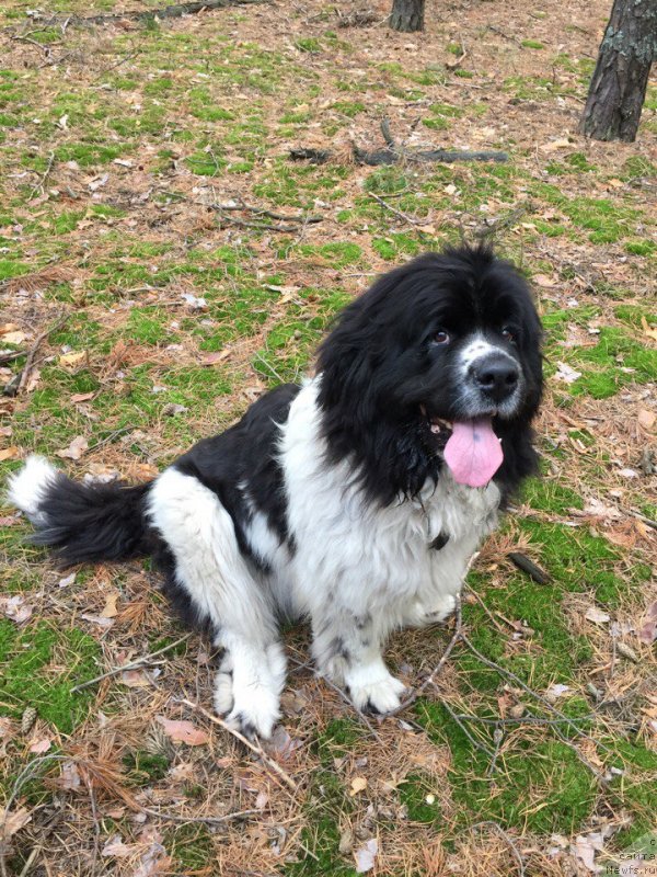 Фото: ньюфаундленд Супер Премиум Есения