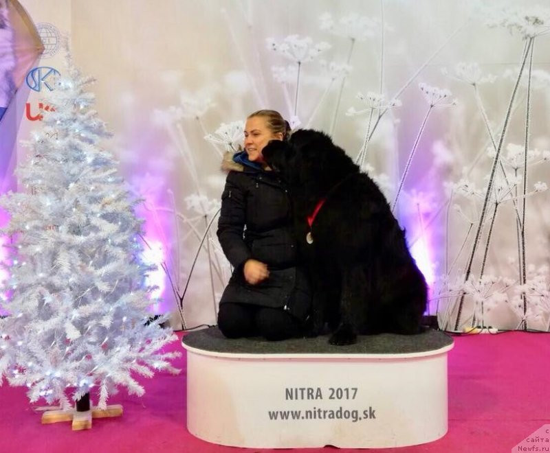 Фото: ньюфаундленд Ньюфорт Инстинкт Виннер Кнайт Итус