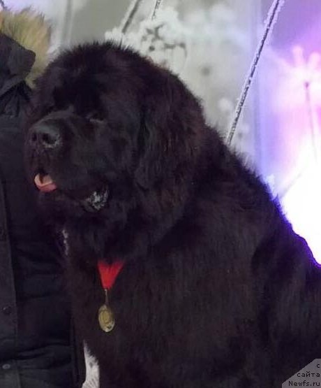 Фотография № 232397