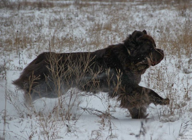 Фото: ньюфаундленд Ньюфорт Ваше Величество Брабус