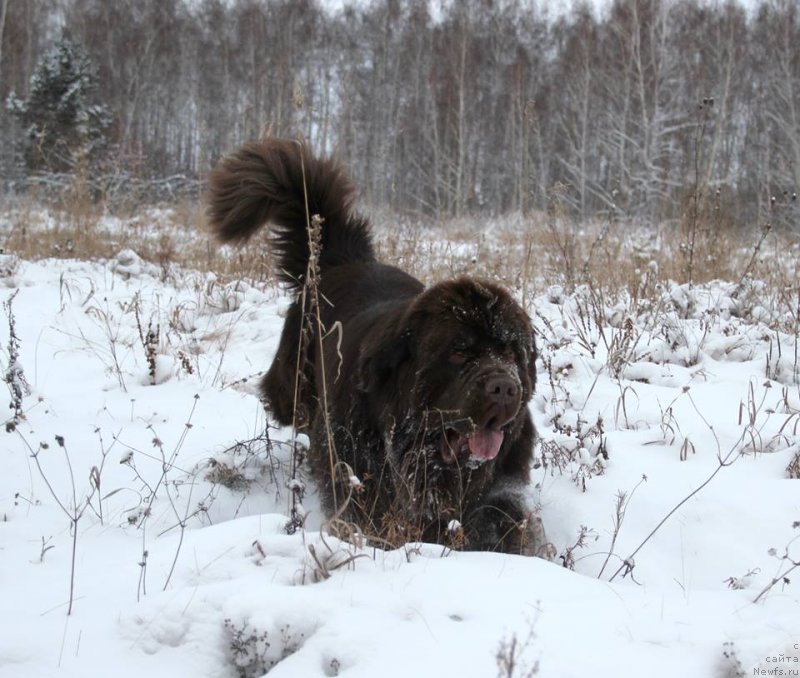 Фото: ньюфаундленд Ньюфорт Ваше Величество Брабус