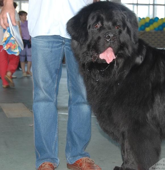Фото: ньюфаундленд Денвер Дан