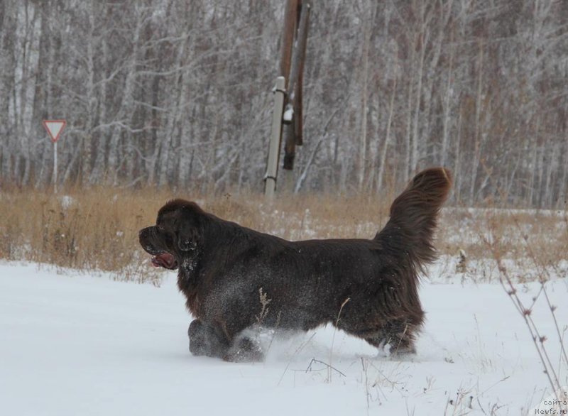Фото: ньюфаундленд Ньюфорт Ваше Величество Брабус