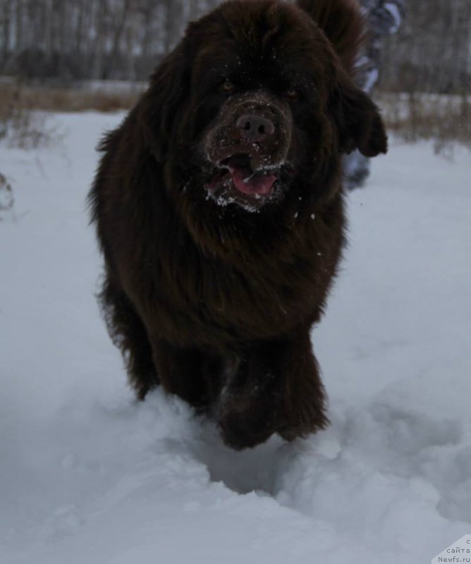Фото: ньюфаундленд Ньюфорт Ваше Величество Брабус
