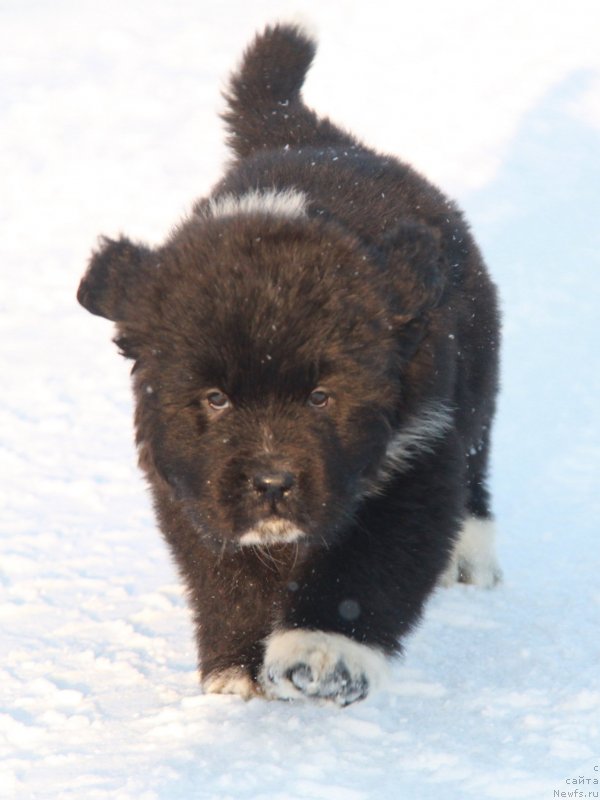 Фото: Аквиан Сонг Фике
