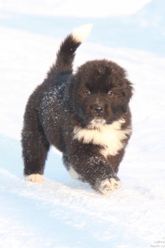 Фото: Аквиан Сонг Фике