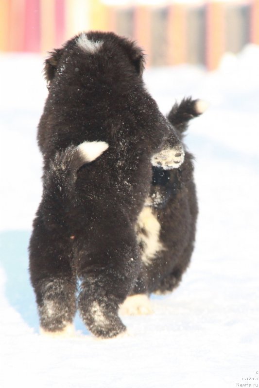 Фото: Аквиан Сонг Фике