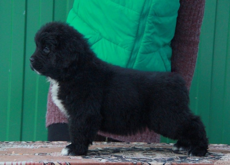 Фото: Аквиан Сонг Ф ( зеленая лента) сука.